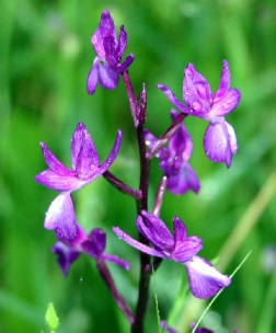 orchis laxiflora.jpg